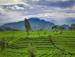 Petualangan Sherina: Menelusuri 15 Destinasi Wisata Kebun Teh Terbaik di Indonesia