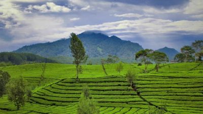 Petualangan Sherina: Menelusuri 15 Destinasi Wisata Kebun Teh Terbaik di Indonesia