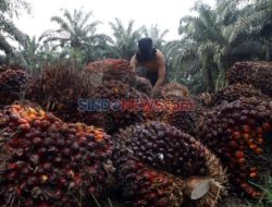 Pentingnya Penghapusan Stigma Negatif Limbah Berbahaya LCPKS