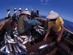 Pakar Menyarankan Budidaya Tuna sebagai Solusi untuk Mengatasi Kelangkaan