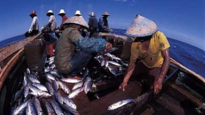 Pakar Menyarankan Budidaya Tuna sebagai Solusi untuk Mengatasi Kelangkaan