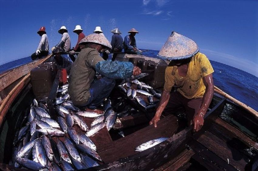 Pakar Menyarankan Budidaya Tuna sebagai Solusi untuk Mengatasi Kelangkaan