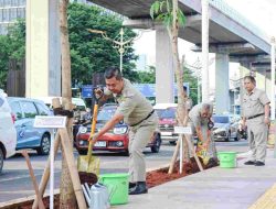 Pemprov Jakarta Menyegarkan Udara dengan Penanaman 136 Pohon Tabebuya di Kuningan