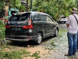 “Ribuan Pohon di Jakarta Tumbang Akibat Hujan dan Angin Kencang, Mobil-mobil Ringsek”