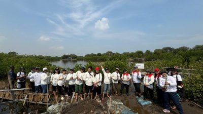 Menanam 10.000 Mangrove untuk Mengurangi Emisi Karbon