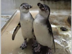 Kelahiran 2 Bayi Penguin Humboldt di JAQS Menyemarakkan Pelestarian Satwa Langka