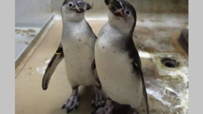 Kelahiran 2 Bayi Penguin Humboldt di JAQS Menyemarakkan Pelestarian Satwa Langka