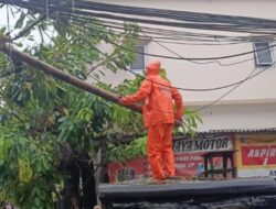 7 Pohon Tumbang Akibat Cuaca Ekstrem di Jakarta