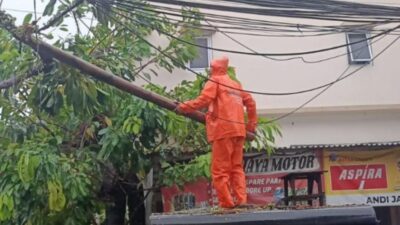 7 Pohon Tumbang Akibat Cuaca Ekstrem di Jakarta