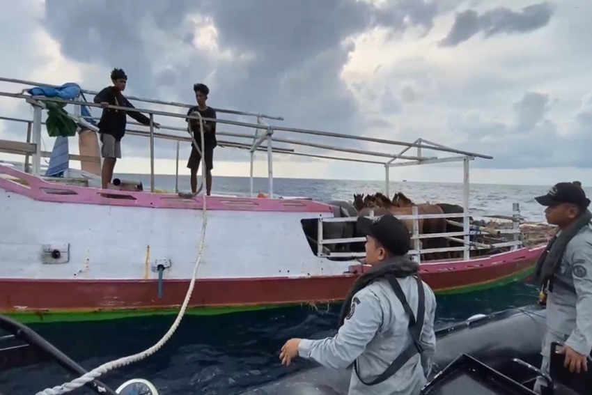 Selamatnya Kapal Pengangkut Hewan di Laut Flores Berkat Bakamla