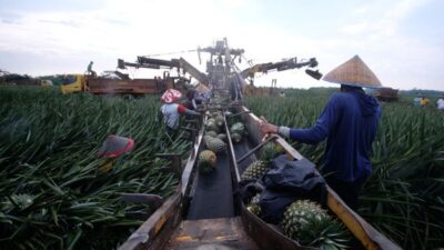 “Memasok Bibit dan Benih Tanpa Bea Masuk untuk Sektor Pertanian, Peternakan, dan Perikanan”