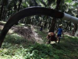 Langkah Pemperluasan Kebun Sawit Tanpa Harus Menebang Hutan, Inilah Solusinya