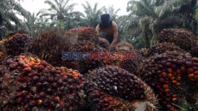 Rencana Prabowo: Membangun Kebun Sawit yang Berkelanjutan melalui Reforestasi