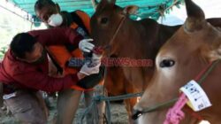 Wabah Penyakit Mulut dan Kuku Menyebar, Pemerintah Didesak untuk Menghentikan Impor Daging