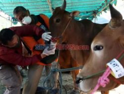 Wabah Penyakit Mulut dan Kuku Menyebar, Pemerintah Didesak untuk Menghentikan Impor Daging