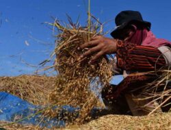 Pemerintah Siapkan Rp5 Triliun untuk Bangun 100 Gudang Penyimpanan Gabah dan Jagung Petani